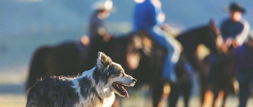 Cattle dog working while men are riding horses in the background