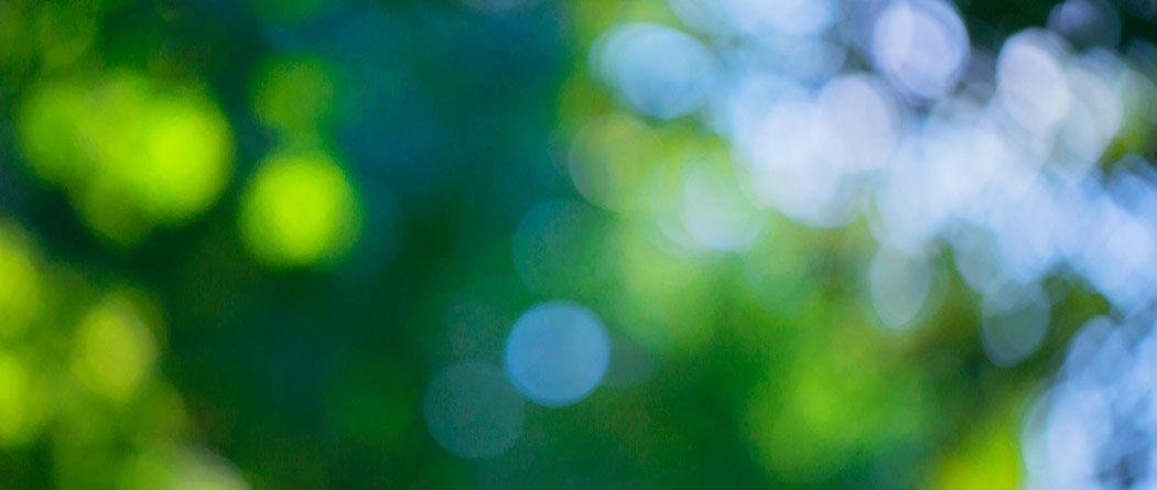 Blurred trees and sky showing behind them