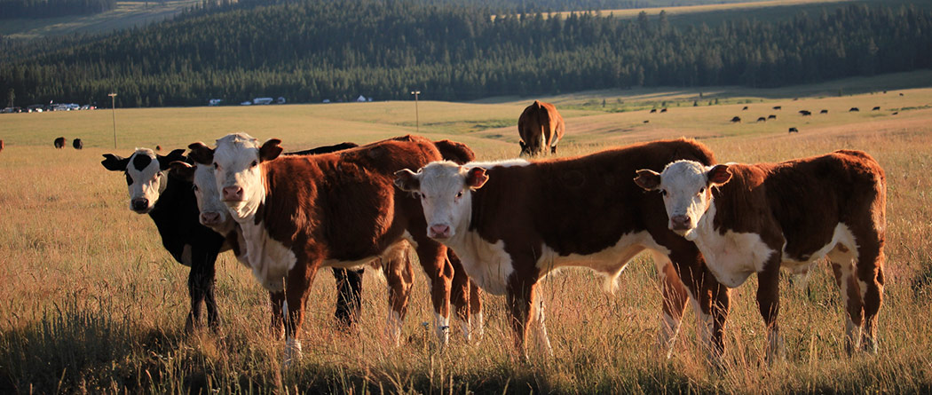 Cows in a field