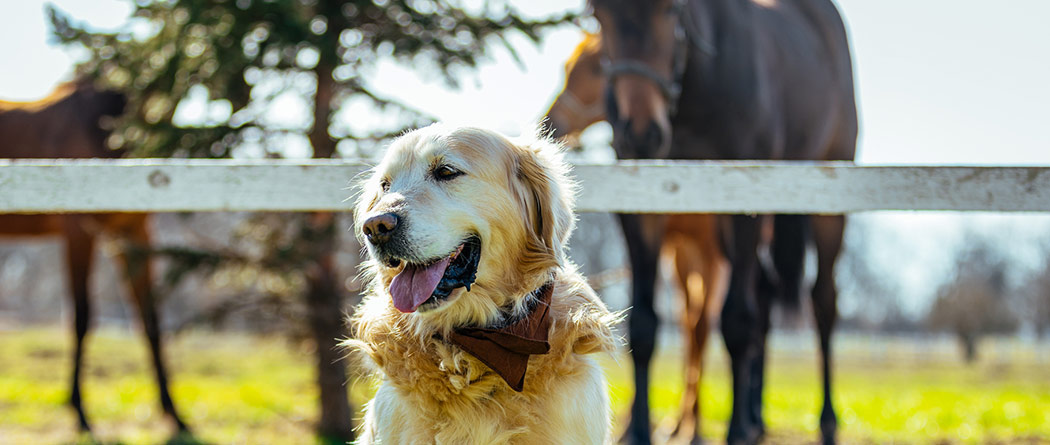 Dog smiling in front of fence with horses in the background